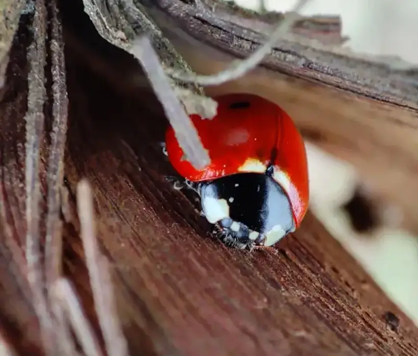 une coccinelle en hiver dans les vignes du chateau Lestrel