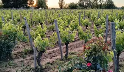 parcelle du chateau Lestrel